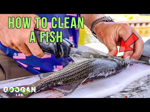 HOW TO CLEAN a FISH! ( FILET Tips )