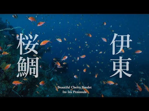 【サクラダイ乱舞】美しく舞う海中の桜花。桜鯛。4K 2分。Izu Peninsula Ito. Cherry bass's school