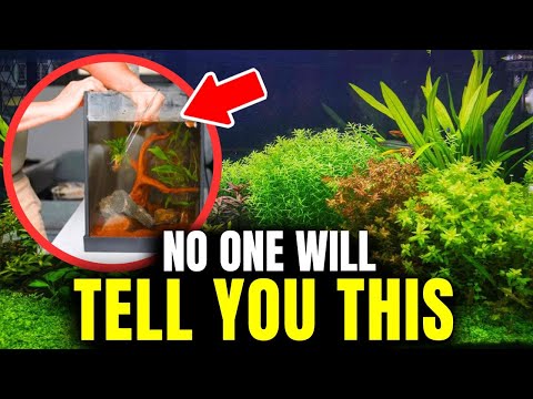 Why You Can't Grow Healthy Aquatic Plants