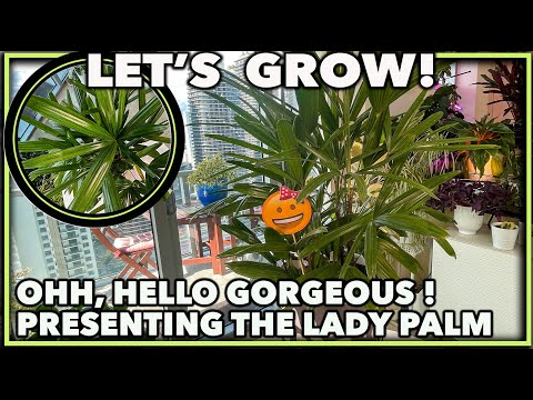 THE ULTIMATE GUIDE TO GROWING AND CARING FOR LADY PALM