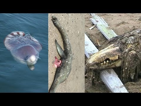 Unidentified Sea Monster Remains Examined