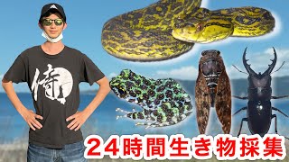 24時間本気で生き物採集したら何種類見つかるのか？！【沖縄本島】