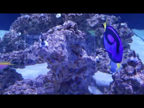 100 corals added to aquarium