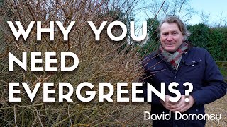 What is an evergreen shrub and favourites from my garden