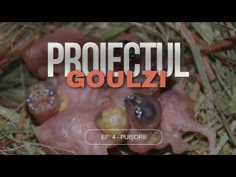 Reproducere goulzi - Fără doici viața e pustiu 😬