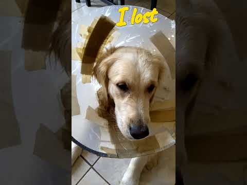 How my dog fighted for Freedom and Rights #short #dog #goldenretreiver