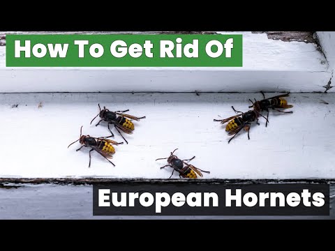 How to Get Rid of European Hornets Without Harmful Chemicals!