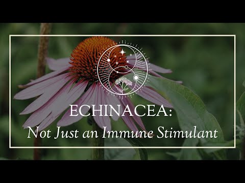 Echinacea: Not Just an Immune Stimulant