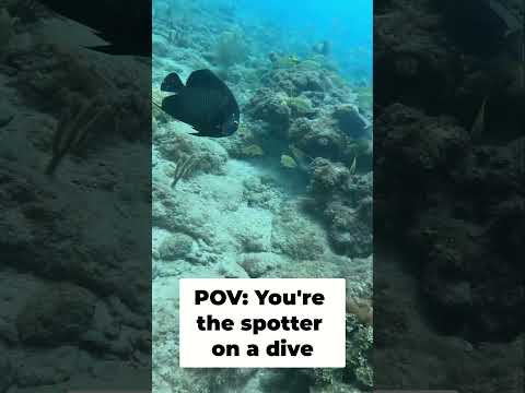 POV YOU’RE THE SPOTTER ON A DIVE