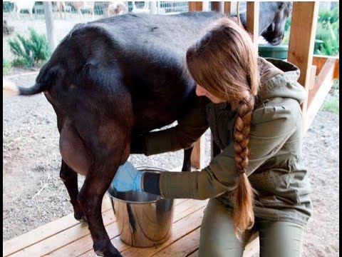 沖縄田舎暮らし ヤギのミルクしぼり 秘訣はおいしい餌と蚊取り線香