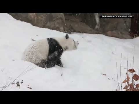 A pair of giant pandas have a ball playing in the snow at the Smithsonian's National Zoo