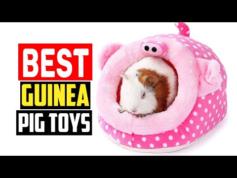 ✅The 5 Best Guinea Pig Toys of 2023