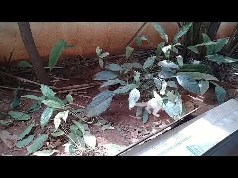 CUTE CATS|FUNNY CATS|AMAZING VIDEO|BANGALORE