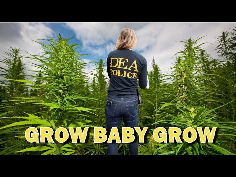 Why is the DEA Growing Weed??