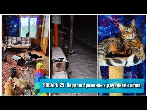 30 декабря - 3 января. Снова минус. Кормлю брошенных дачниками котов.