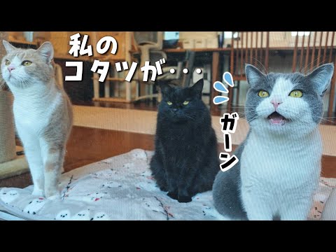 真冬に大好きなこたつがなくなってショックを受ける猫　962話