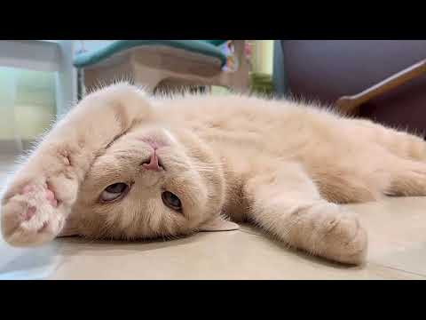 Hilarious Cat Dreams - When Reality Takes a Funny Turn! 😂🐱