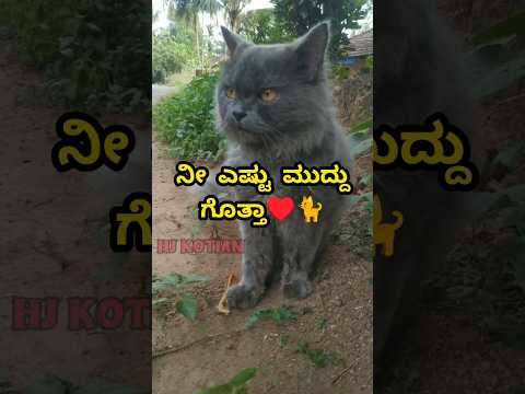 Cat 🐈♥️ #cat #cats #catlover #bengaluru #karnataka #kudla #love #pets #viralvideos #shorts #bantwal