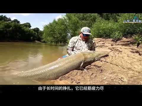 国外狠人丧彪，在亚马逊雨林钓鱼时意外钓到了巨型史前鱼类