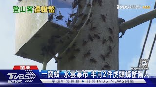 還沒到虎山 先被虎頭蜂叮10針119送醫｜TVBS新聞 @TVBSNEWS02