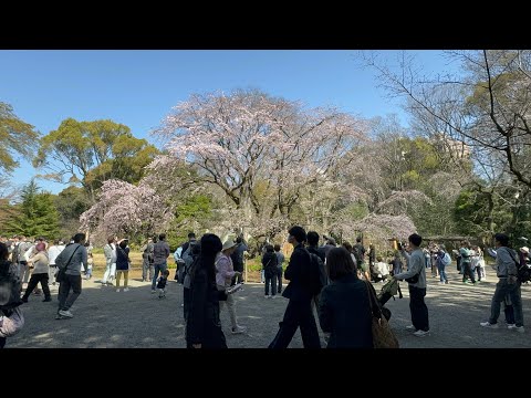 2024年3月31日本東京丨追櫻日記丨上野追蹤花況｜六義園丨巢鴨商店街丨面影橋丨早稻田大學村上春樹圖書館丨銀座伊東屋