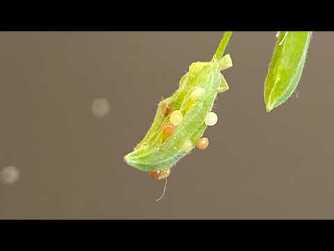 ミニサイエンス「カタバミ」