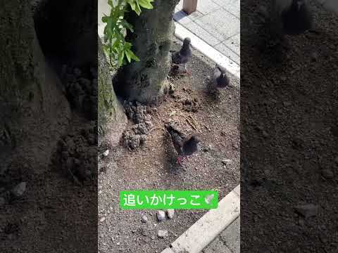 【番外編】追いかけっこしてるハトがいたよ🕊