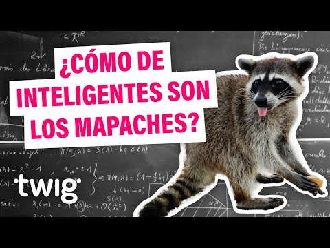 ¡Así es cómo los mapaches resuelven problemas!