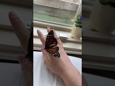 My 3rd crippled butterfly