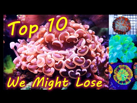 Top 10 Corals We Lose If Wild Colection Goes away