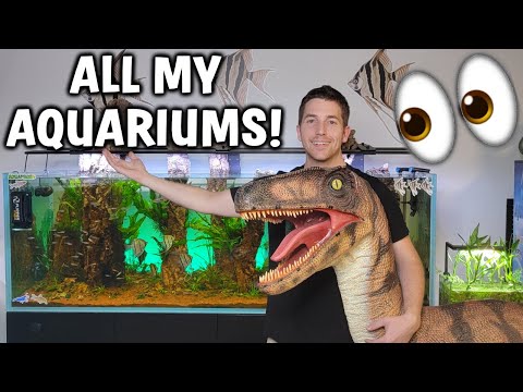 All My Fish Aquariums Tour And UPDATE!