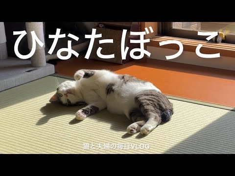 猫と夫婦の毎日VLOG#444 ポカポカお昼寝15分