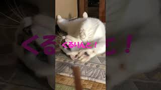 猫のノンちゃんの「くりんと背中かき！」　#田舎暮らしの猫 #保護猫