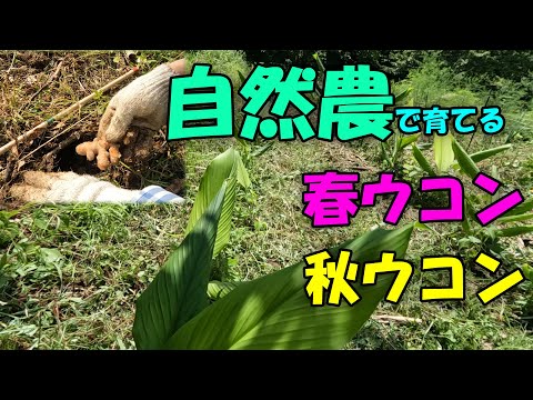 【ウコン】自然農で育てるウコン 2022