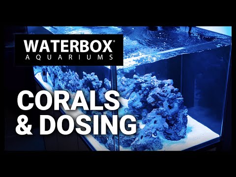 Episode 135: More Corals In The INFINIA & We Talk Dosing