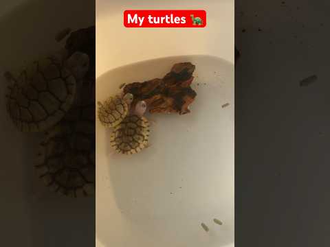 My turtles #shortsvideo