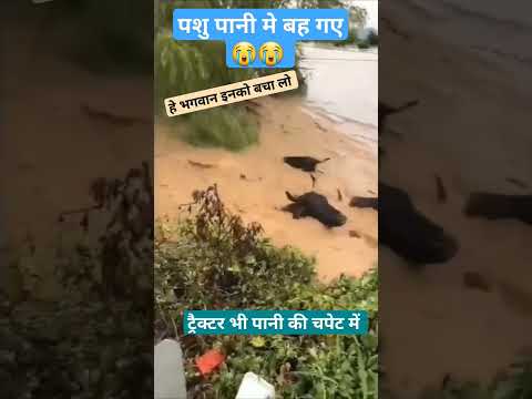 बारिश में  गायें पानी मे एक बह गयीं| 😭😭| Barish se hua Nuksaan| #viral #shortvideo #trendingshorts