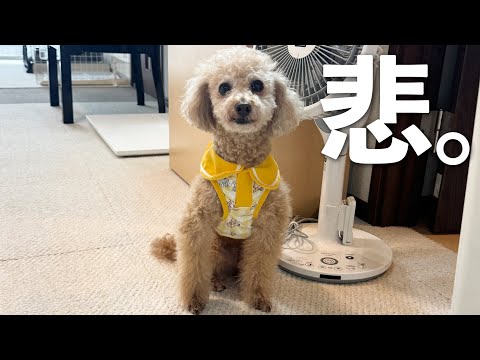 子犬を褒めてたら先住犬がヤキモチで拗ねちゃいました【トイプードル多頭飼い】