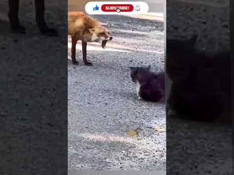 fox vs cat standoff #shorts #short #shortvideo  #shortsfeed #fox #catshorts