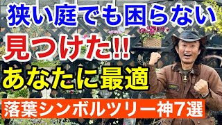 【植え付けシーズン到来】狭い庭のシンボルツリーで迷ったらまずこの中からお選び下さい　　　　　　　　【カーメン君】【園芸】【ガーデニング】【落葉樹】