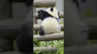 Cute Panda Video Collection 🐼 Videos Compilation Panda Culture #01