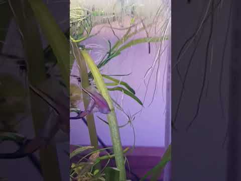 two swordtail fish having a duel