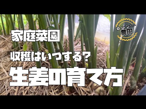 【生姜栽培】畑作りから収穫前のお世話まで一気見せ！！まだまだ収穫しません！！【有機】【ショウガ】【家庭菜園】