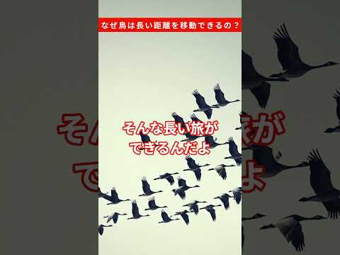 なぜ鳥は長い距離を移動できるの？ #雑学  #動物  #鳥