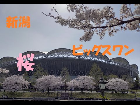 ビッグスワンの桜【新潟】