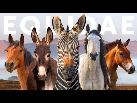 All 9 Equid Species & 9 Beautiful "Wild" Horses