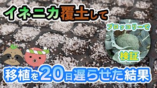 【検証】イネニカの覆土で苗の寿命が延びるらしい