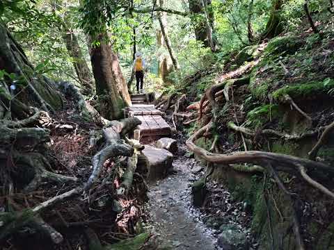 屋久島〜縄文杉〜2024.7.23