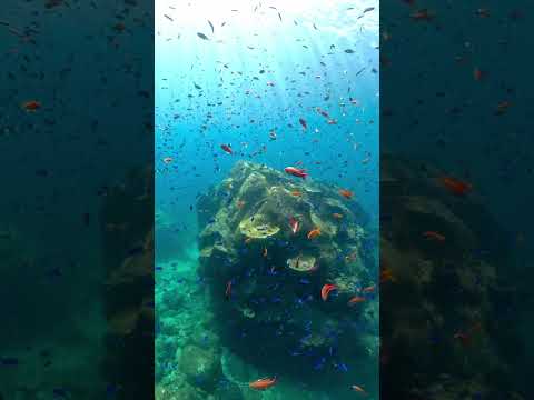 【水中スローモーション映像】高知県 柏島 #highspeedvideo #underwater #slowmotion