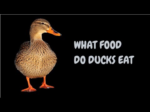 What Food Do Ducks Eat